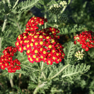 Plantes Vivaces ACHILLEA millefolium 'Paprika' - Achillée millefeuille en vente - Pépinière Lepage .