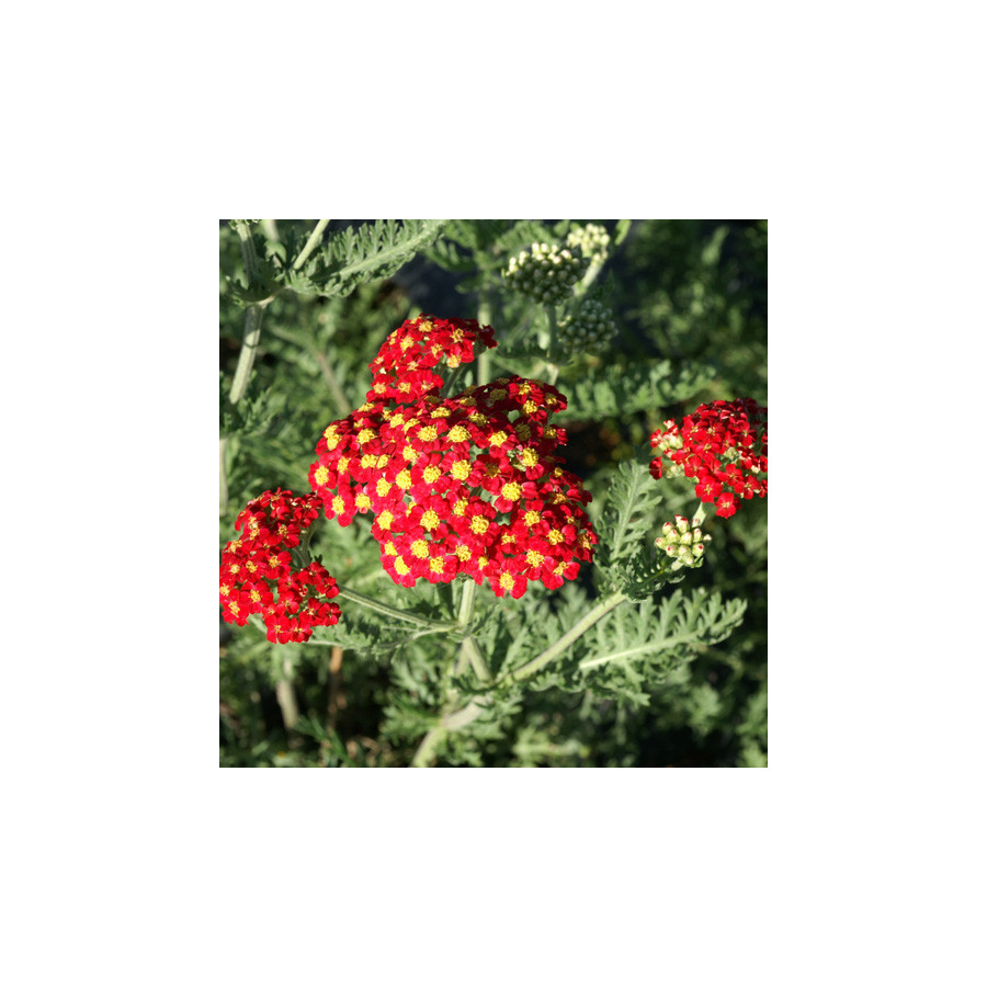 Plantes Vivaces ACHILLEA millefolium 'Paprika' - Achillée millefeuille en vente - Pépinière Lepage .