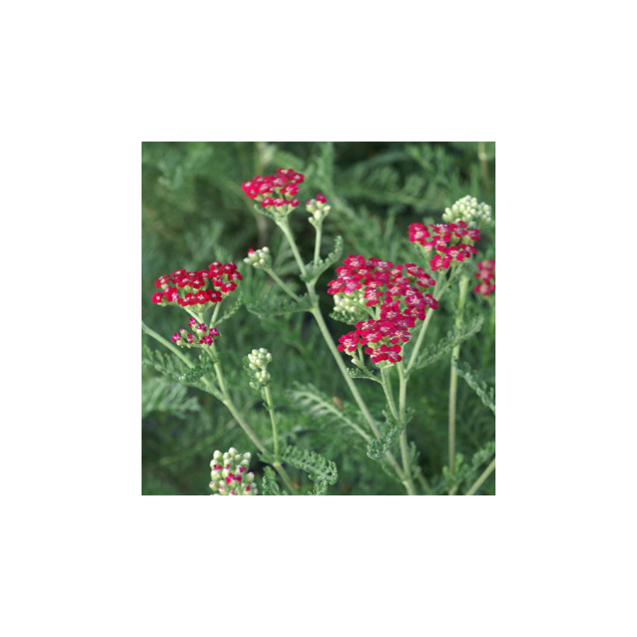 Plantes Vivaces ACHILLEA millefolium 'Red Beauty' - Achillée millefeuille en vente - Pépinière Lepage .