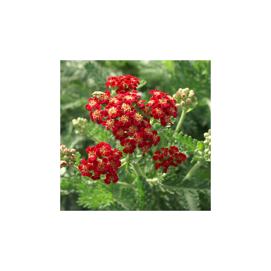 Plantes Vivaces ACHILLEA millefolium 'Red Velvet' - Achillée millefeuille en vente - Pépinière Lepage .