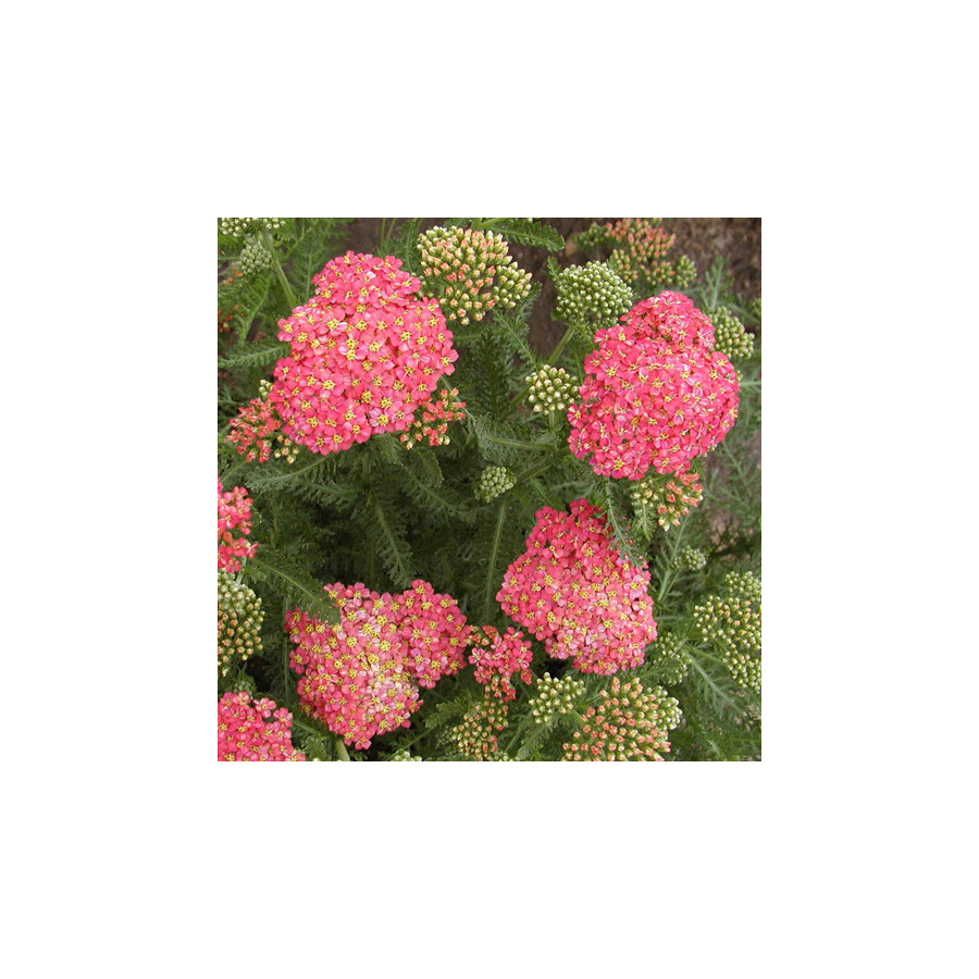 Plantes Vivaces ACHILLEA millefolium 'Wesersandstein' - Achillée millefeuille en vente - Pépinière Lepage .