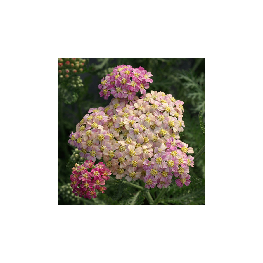 Plantes Vivaces ACHILLEA millefolium 'Wesersandstein' - Achillée millefeuille en vente - Pépinière Lepage .