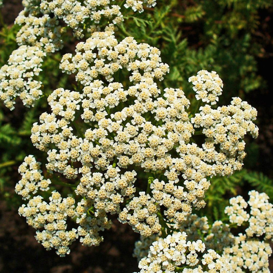 Plantes Vivaces ACHILLEA nobilis -  Achillée noble en vente - Pépinière Lepage .