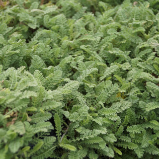Plantes Vivaces ACHILLEA odorata - Achillée en vente - Pépinière Lepage .