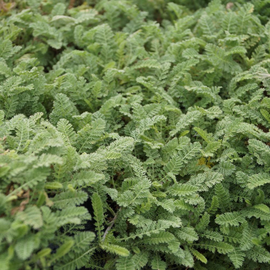 Plantes Vivaces ACHILLEA odorata - Achillée en vente - Pépinière Lepage .