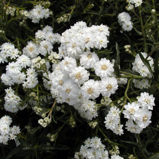 Plantes Vivaces ACHILLEA ptarmica 'Boule de Neige' - Achillée en vente - Pépinière Lepage .