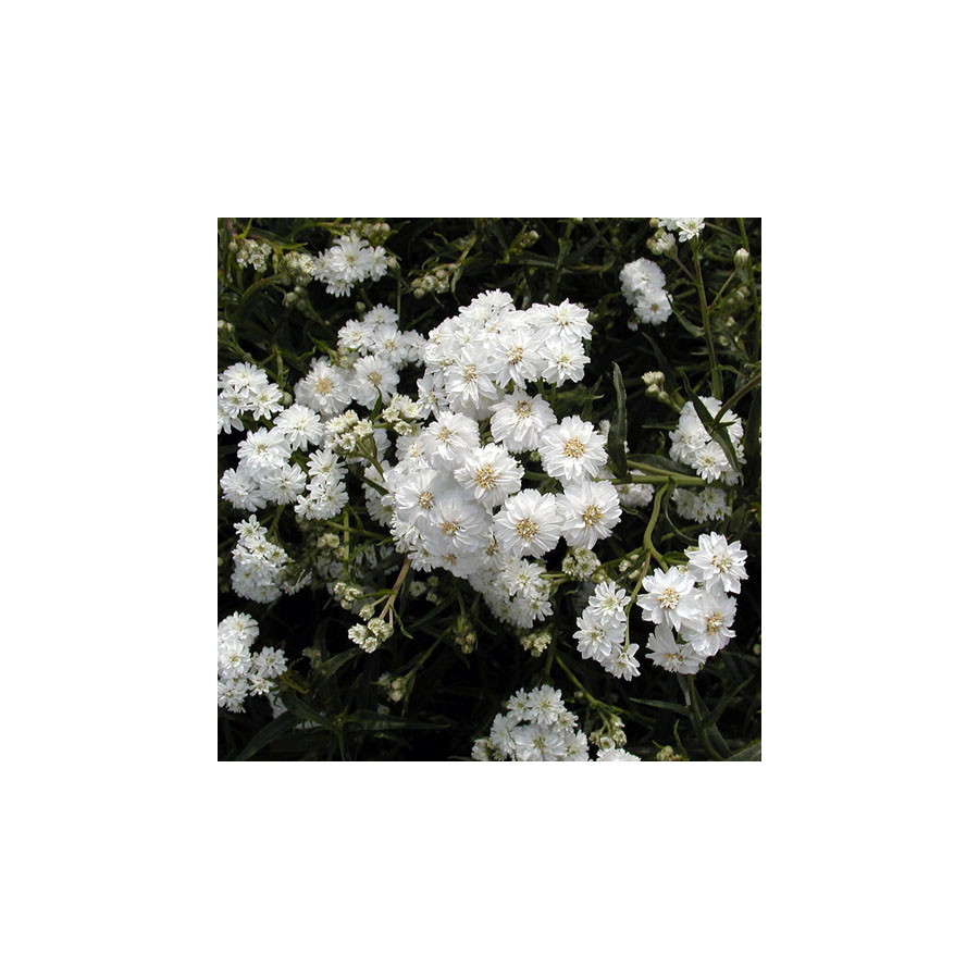Plantes Vivaces ACHILLEA ptarmica 'Boule de Neige' - Achillée en vente - Pépinière Lepage .
