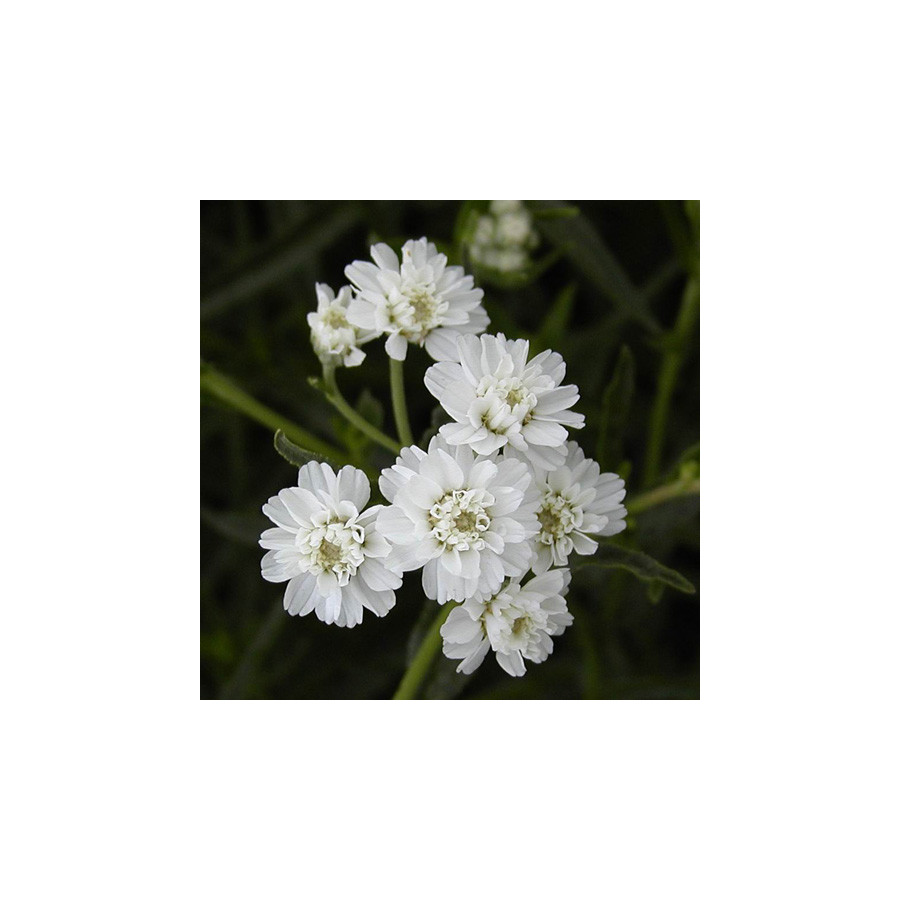 Plantes Vivaces ACHILLEA ptarmica 'Boule de Neige' - Achillée en vente - Pépinière Lepage .