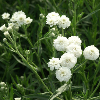 Plantes Vivaces ACHILLEA ptarmica 'Boule de Neige' - Achillée en vente - Pépinière Lepage .