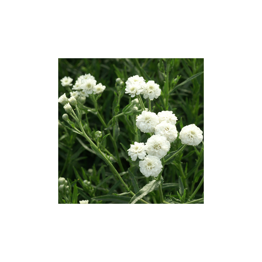 Plantes Vivaces ACHILLEA ptarmica 'Boule de Neige' - Achillée en vente - Pépinière Lepage .