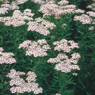 Plantes Vivaces ACHILLEA sibirica 'Love Parade' - Achillée de Sibérie en vente - Pépinière Lepage .