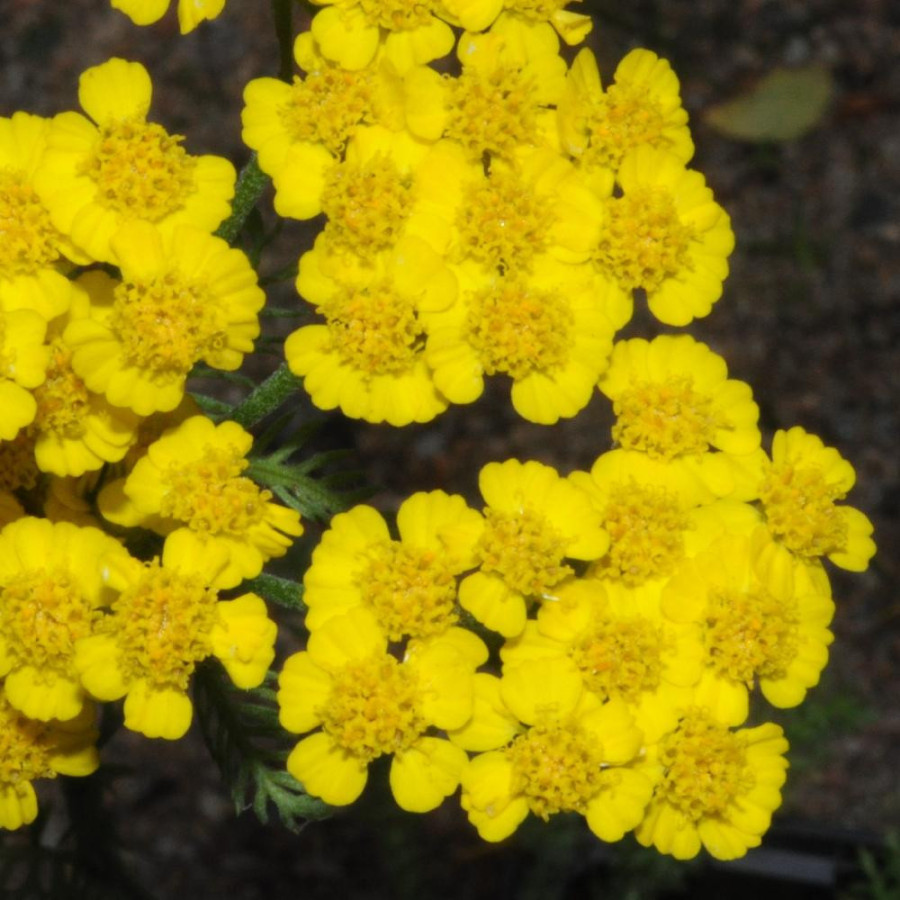 Plantes Vivaces ACHILLEA tomentosa 'Aurea' - Achillée tomenteuse en vente - Pépinière Lepage .