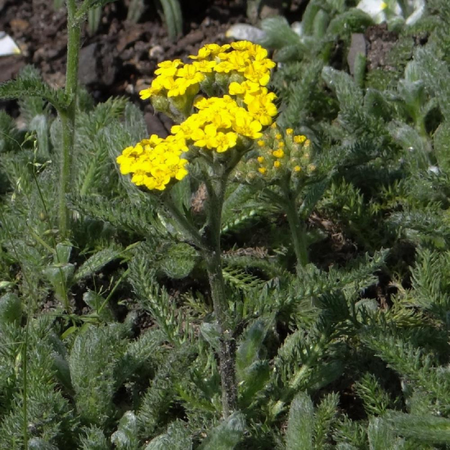 Plantes Vivaces ACHILLEA tomentosa 'Aurea' - Achillée tomenteuse en vente - Pépinière Lepage .