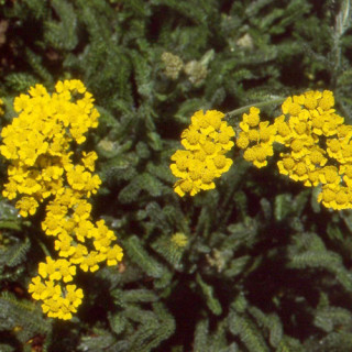 Plantes Vivaces ACHILLEA tomentosa 'Aurea' - Achillée tomenteuse en vente - Pépinière Lepage .