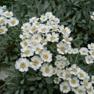 ACHILLEA umbellata