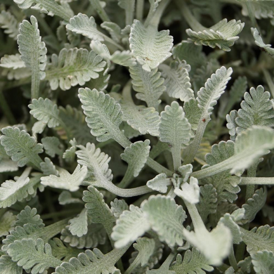 Plantes Vivaces ACHILLEA umbellata - Achillée en vente - Pépinière Lepage .