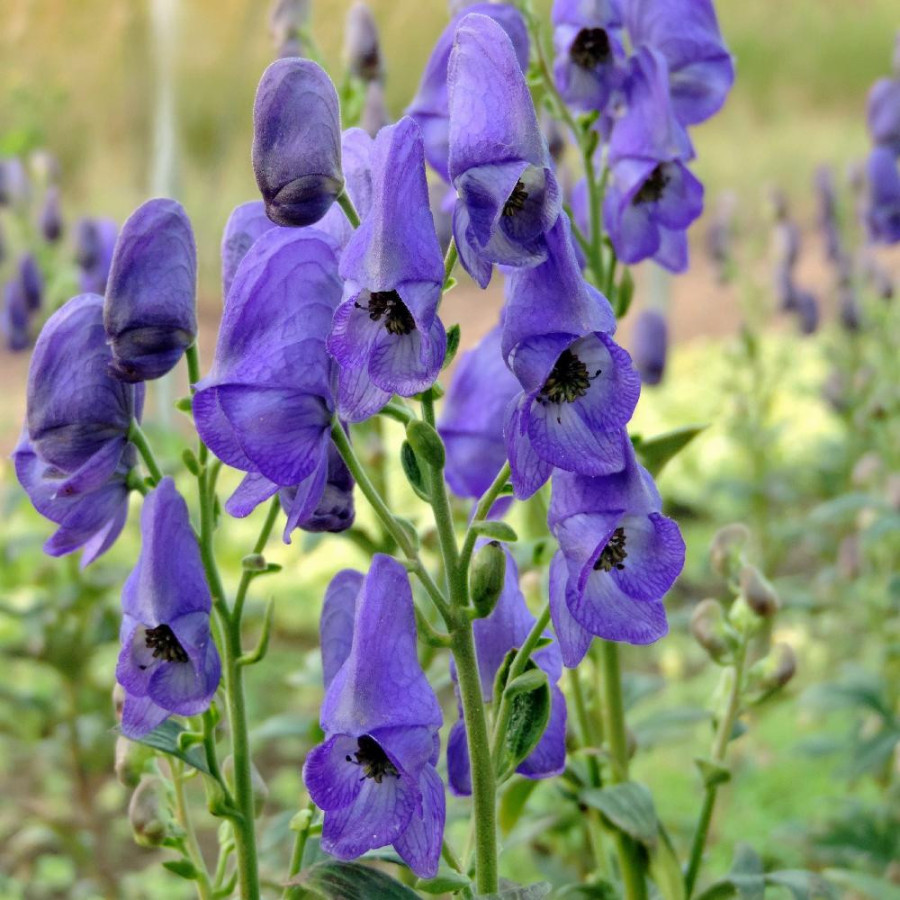 Plantes Vivaces ACONITUM carmichaelii 'Arendsii' - Aconit de Carmichael en vente - Pépinière Lepage .