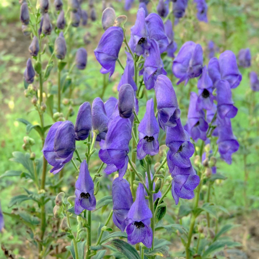 Plantes Vivaces ACONITUM carmichaelii 'Arendsii' - Aconit de Carmichael en vente - Pépinière Lepage .