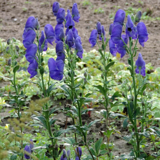 Plantes Vivaces ACONITUM carmichaelii 'Arendsii' - Aconit de Carmichael en vente - Pépinière Lepage .