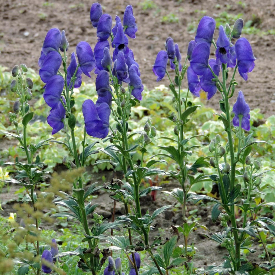 Plantes Vivaces ACONITUM carmichaelii 'Arendsii' - Aconit de Carmichael en vente - Pépinière Lepage .
