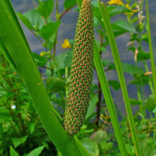 Plantes Vivaces ACORUS calamus - Acore en vente - Pépinière Lepage .