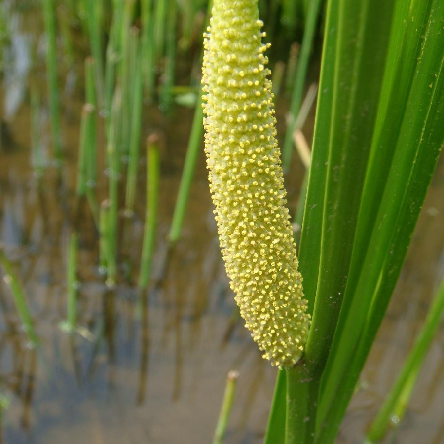 Plantes Vivaces ACORUS calamus - Acore en vente - Pépinière Lepage .