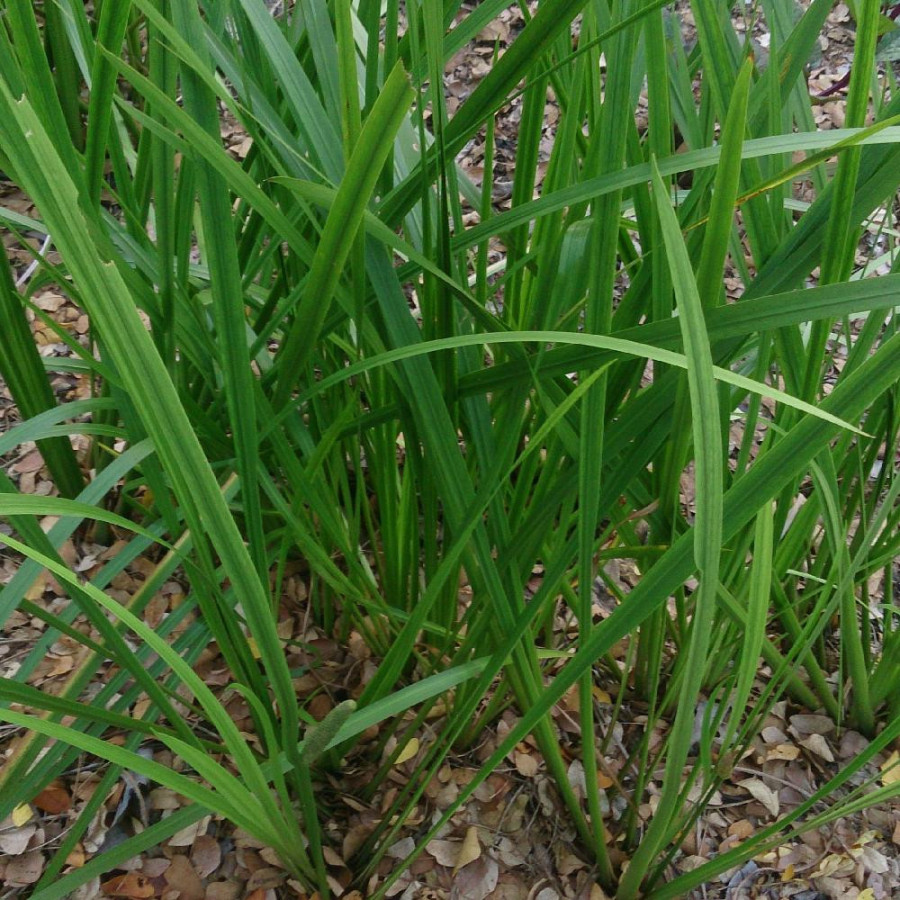 Plantes Vivaces ACORUS calamus - Acore en vente - Pépinière Lepage .