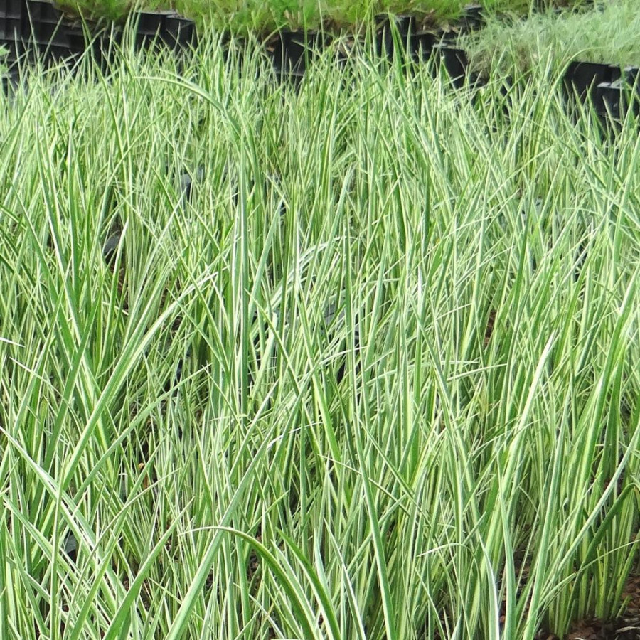 Plantes Vivaces ACORUS gramineus 'Argenteostriatus' - Acore en vente - Pépinière Lepage .