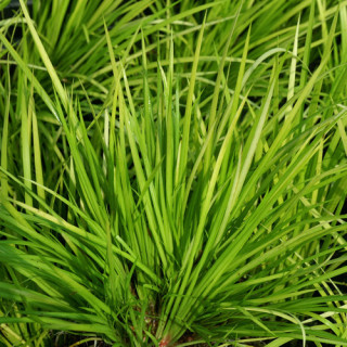Plantes Vivaces ACORUS gramineus 'Hakuro-Nishiki' - Acore en vente - Pépinière Lepage .