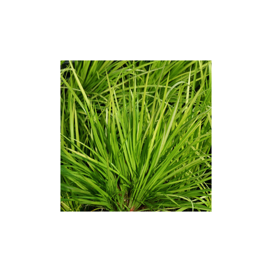 Plantes Vivaces ACORUS gramineus 'Hakuro-Nishiki' - Acore en vente - Pépinière Lepage .