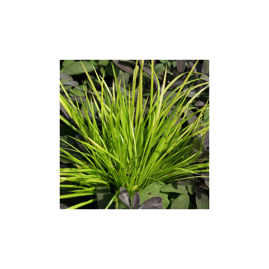 Plantes Vivaces ACORUS gramineus 'Hakuro-Nishiki' - Acore en vente - Pépinière Lepage .