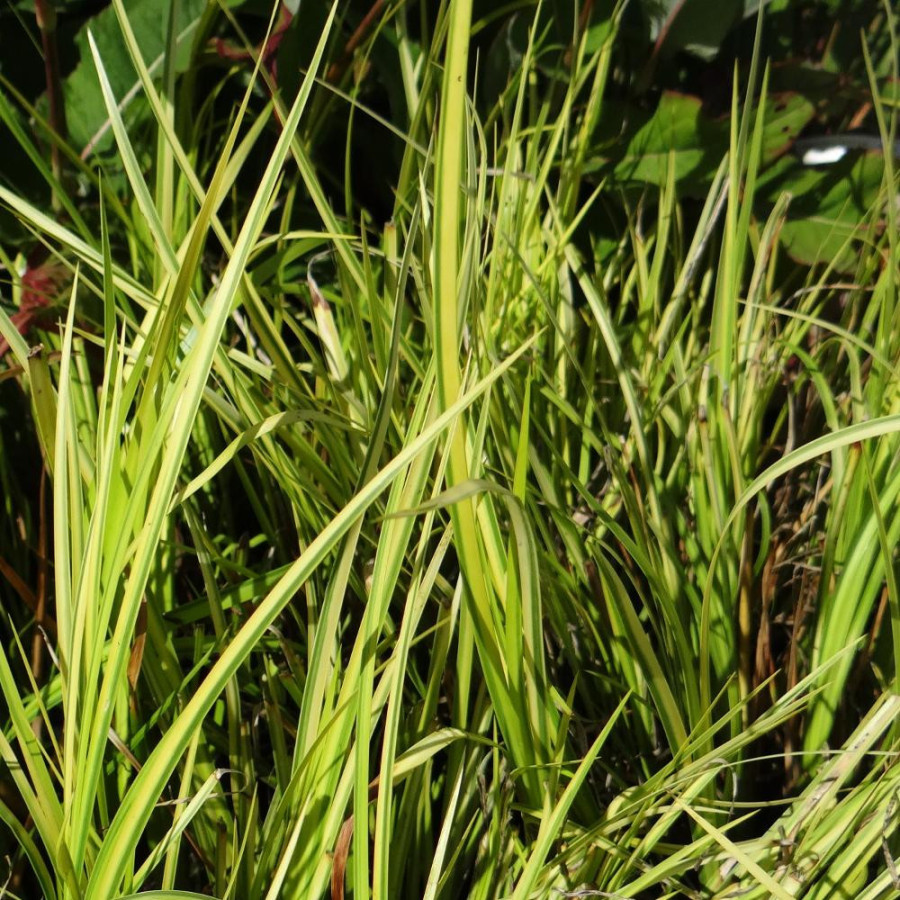 Plantes Vivaces ACORUS gramineus 'Ogon' - Acore en vente - Pépinière Lepage .