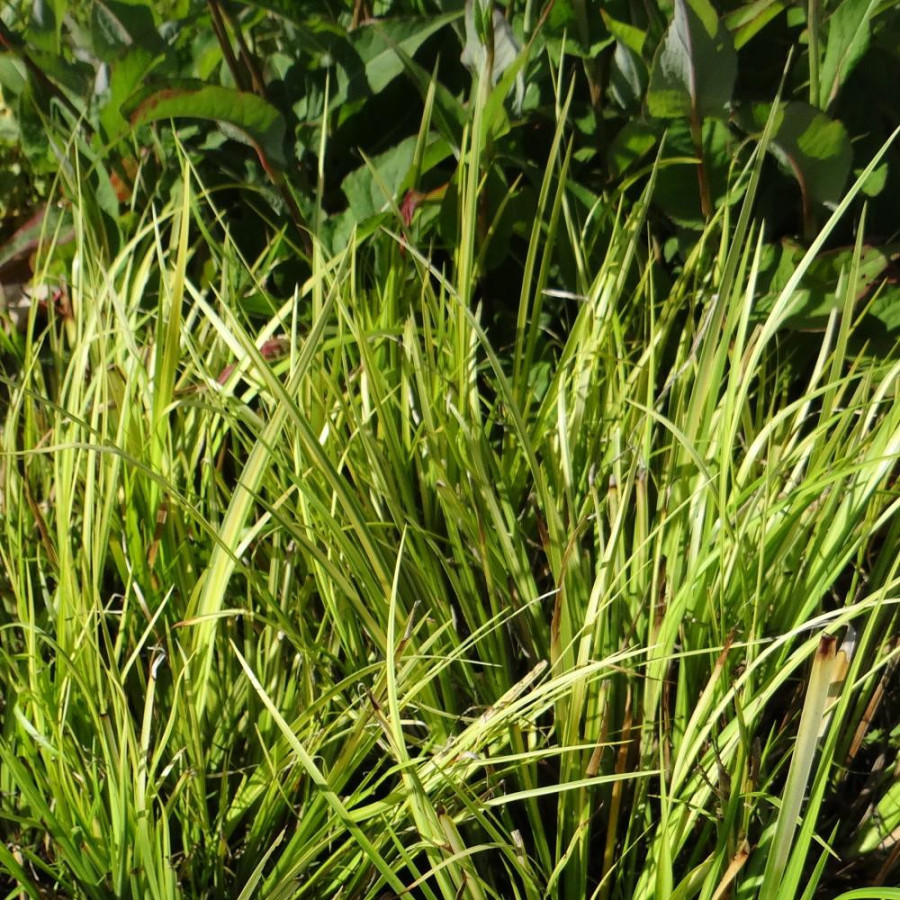 Plantes Vivaces ACORUS gramineus 'Ogon' - Acore en vente - Pépinière Lepage .