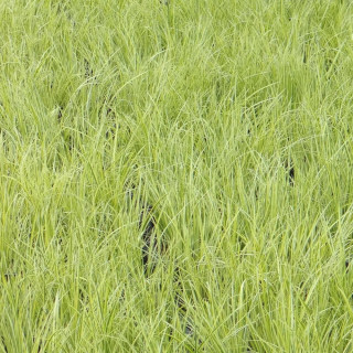 Plantes Vivaces ACORUS gramineus 'Ogon' - Acore en vente - Pépinière Lepage .