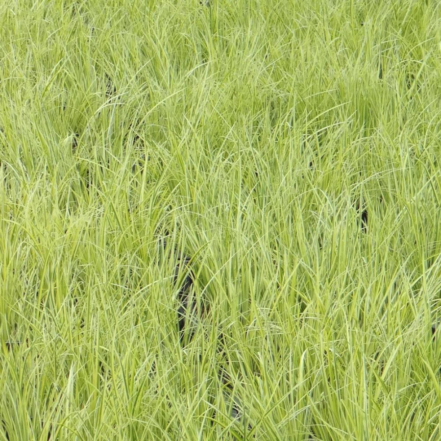Plantes Vivaces ACORUS gramineus 'Ogon' - Acore en vente - Pépinière Lepage .