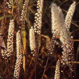 Plantes Vivaces ACTAEA simplex 'Atropurpurea' (Cimicifuga) - Cierge d'argent en vente - Pépinière Lepage .