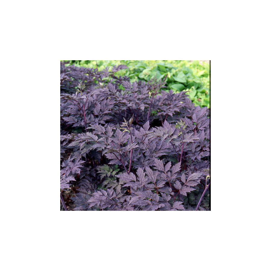 Plantes Vivaces ACTAEA simplex 'Brunette' (Cimicifuga) - Cierge d'argent en vente - Pépinière Lepage .