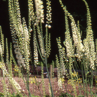 Plantes Vivaces ACTAEA simplex 'Prichard's Giant' (Cimicifuga) - Cierge d'argent en vente - Pépinière Lepage .