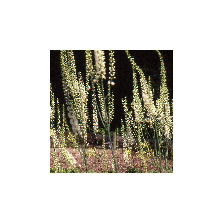 Plantes Vivaces ACTAEA simplex 'Prichard's Giant' (Cimicifuga) - Cierge d'argent en vente - Pépinière Lepage .