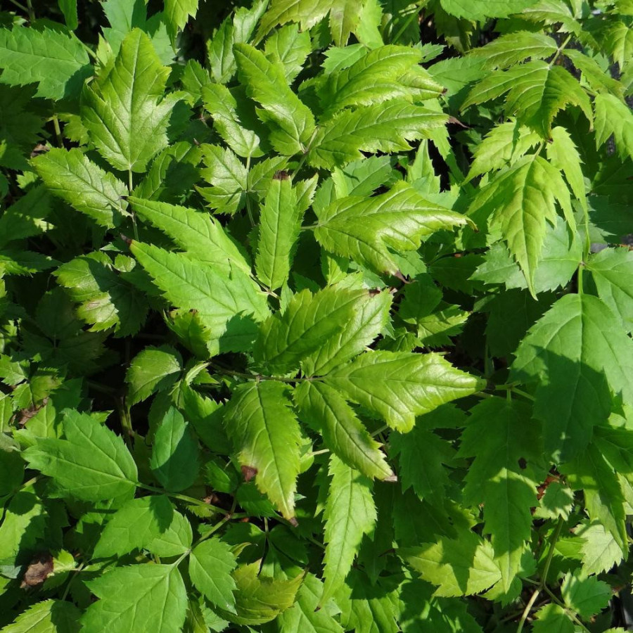 Plantes Vivaces ACTAEA simplex 'Prichard's Giant' (Cimicifuga) - Cierge d'argent en vente - Pépinière Lepage .