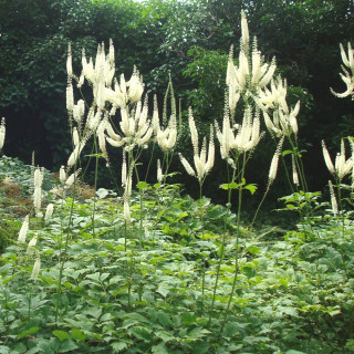 Plantes Vivaces ACTAEA simplex 'Prichard's Giant' (Cimicifuga) - Cierge d'argent en vente - Pépinière Lepage .