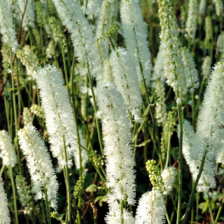 Plantes Vivaces ACTAEA simplex 'White Pearl' (Cimicifuga) - Cierge d'argent en vente - Pépinière Lepage .