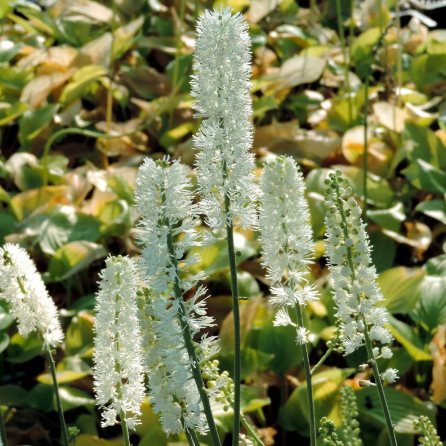 Plantes Vivaces ACTAEA simplex 'White Pearl' (Cimicifuga) - Cierge d'argent en vente - Pépinière Lepage .