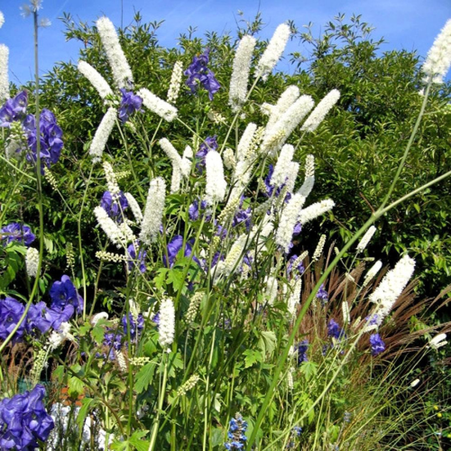 Plantes Vivaces ACTAEA simplex 'White Pearl' (Cimicifuga) - Cierge d'argent en vente - Pépinière Lepage .