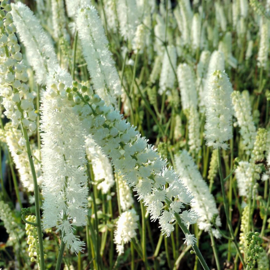 Plantes Vivaces ACTAEA simplex 'White Pearl' (Cimicifuga) - Cierge d'argent en vente - Pépinière Lepage .