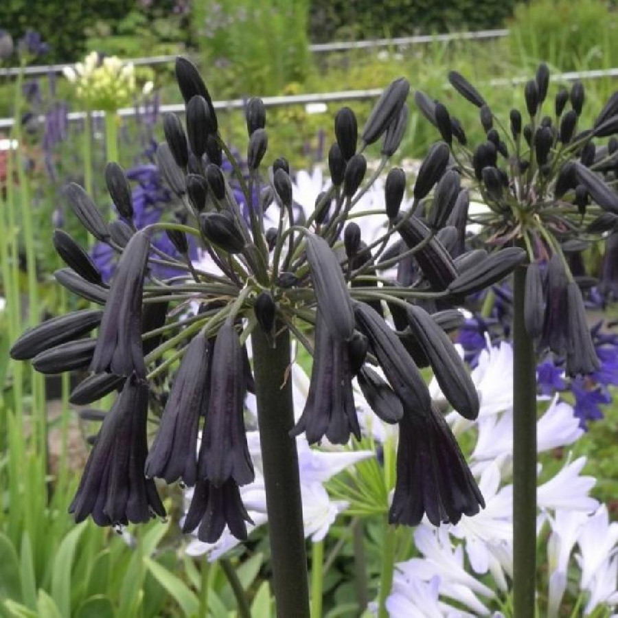 Plantes Vivaces AGAPANTHUS 'Black Magic' - Agapanthe en vente - Pépinière Lepage .