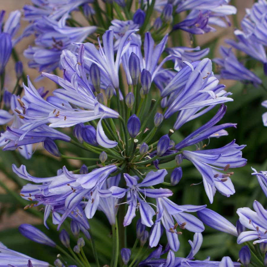 Plantes Vivaces AGAPANTHUS 'Charlotte' ® - Agapanthe en vente - Pépinière Lepage .