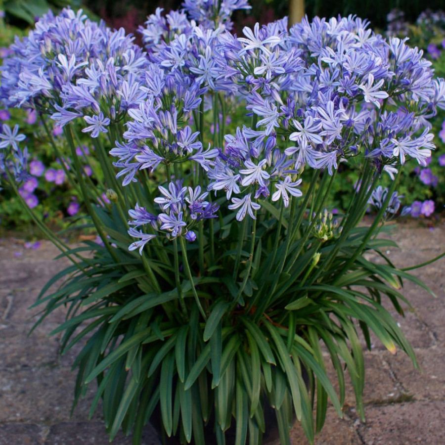 Plantes Vivaces AGAPANTHUS 'Charlotte' ® - Agapanthe en vente - Pépinière Lepage .