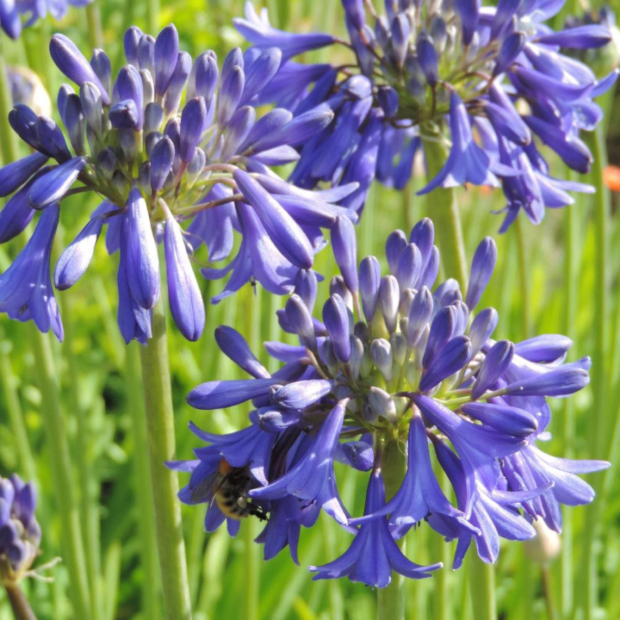 Plantes Vivaces AGAPANTHUS 'Cobalt Blue' - Agapanthe en vente - Pépinière Lepage .