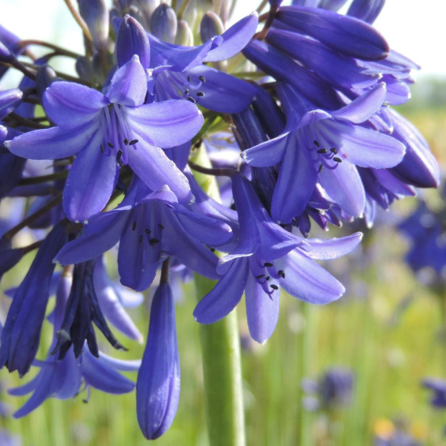 Plantes Vivaces AGAPANTHUS 'Cobalt Blue' - Agapanthe en vente - Pépinière Lepage .
